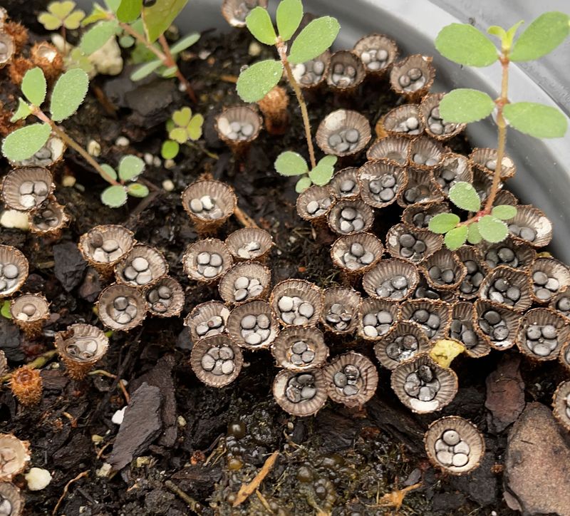 Your Yard Has Beneficial Mycorrhizal Networks