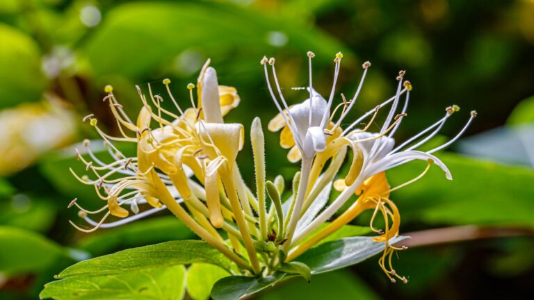 japanese honeysuckle plant flower