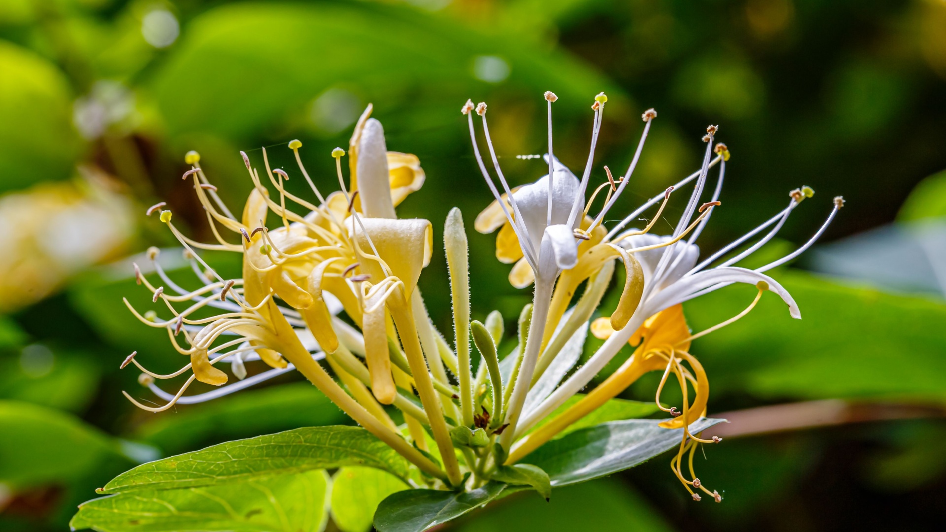 These 16 Plants Are Invasive In Texas—Avoid Them Now