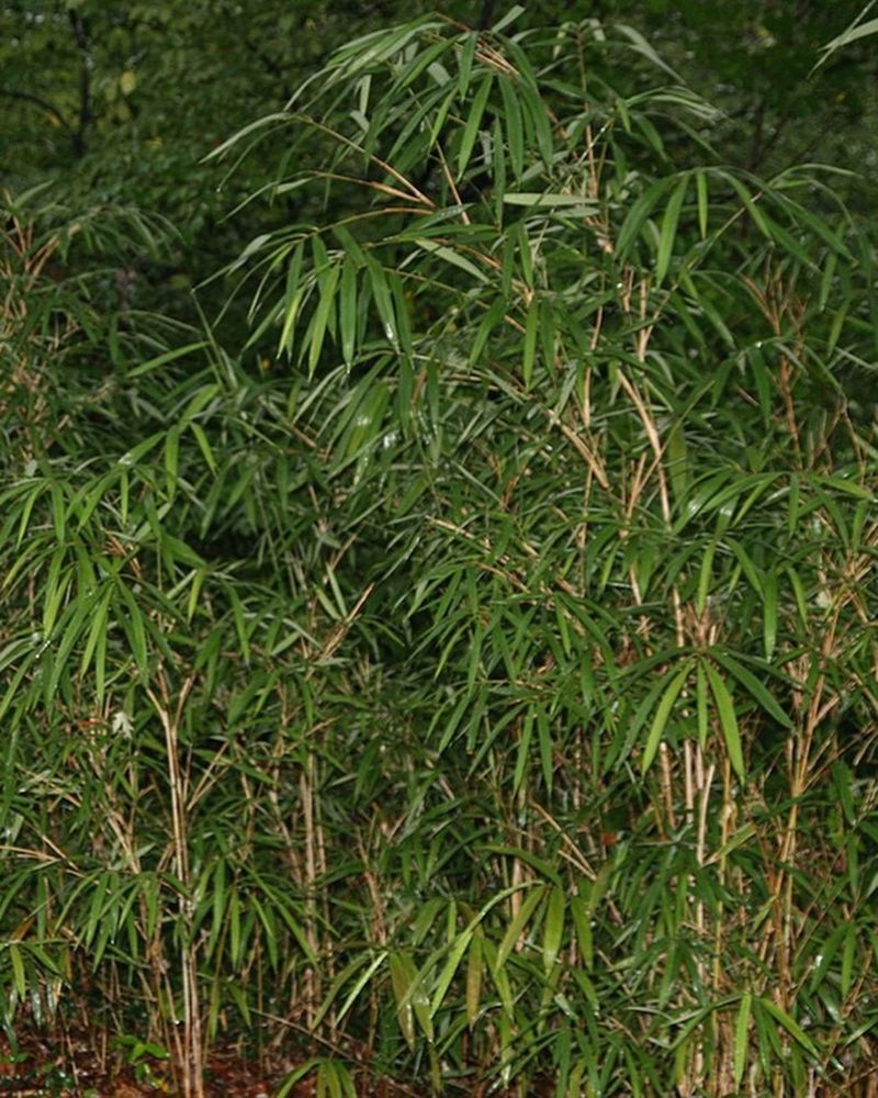 Giant Reed (Arundo donax)