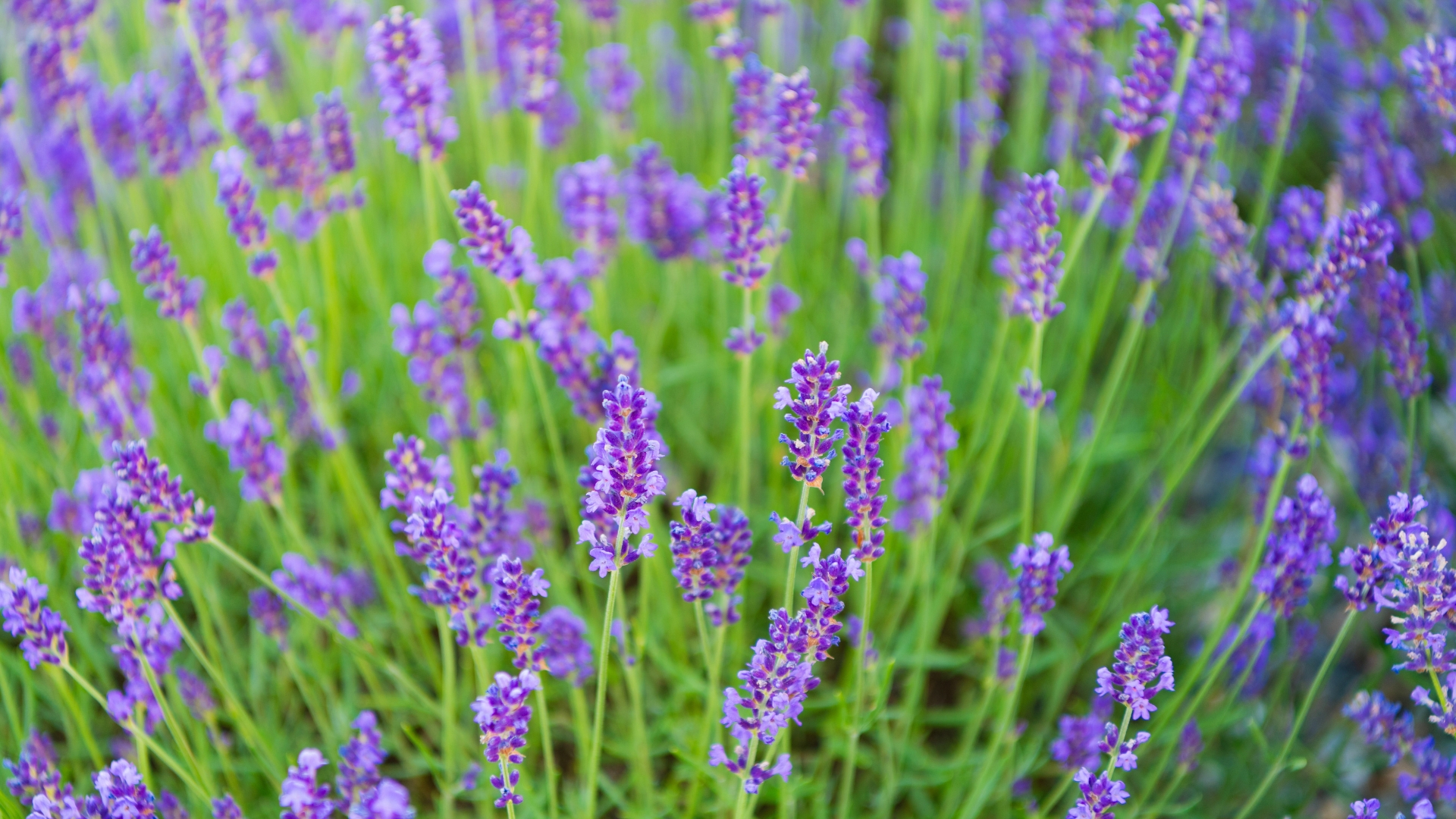 These 16 Plants Will Die This Month If You’re Not Watering Them Differently In Utah