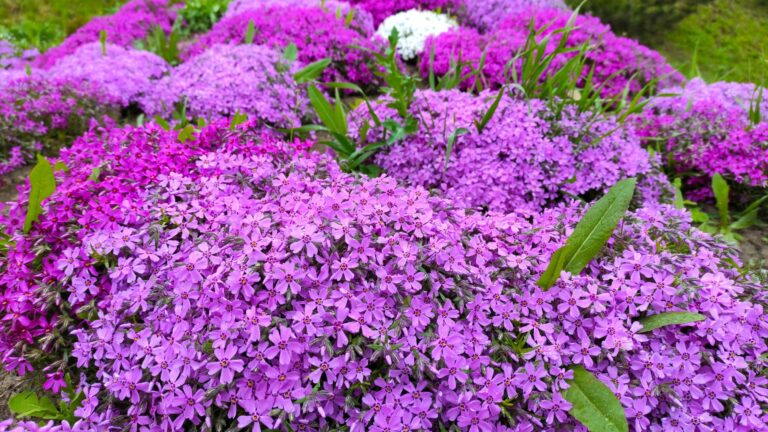 creeping phlox