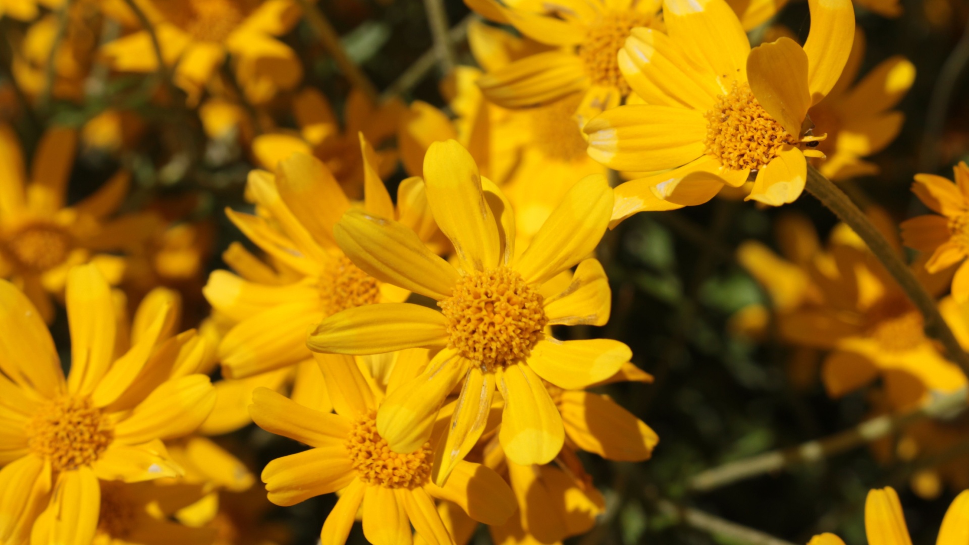These 17 Native Perennials Will Self-Seed This Fall In Oregon If You Leave Them Alone