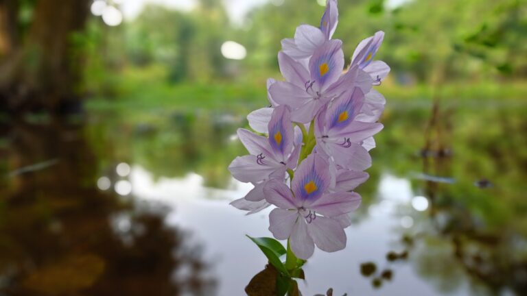 Water Hyacinth