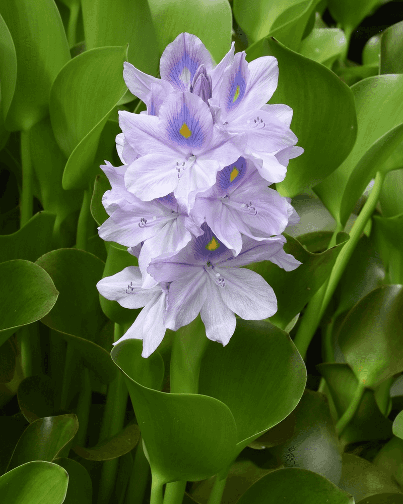 Water Hyacinth