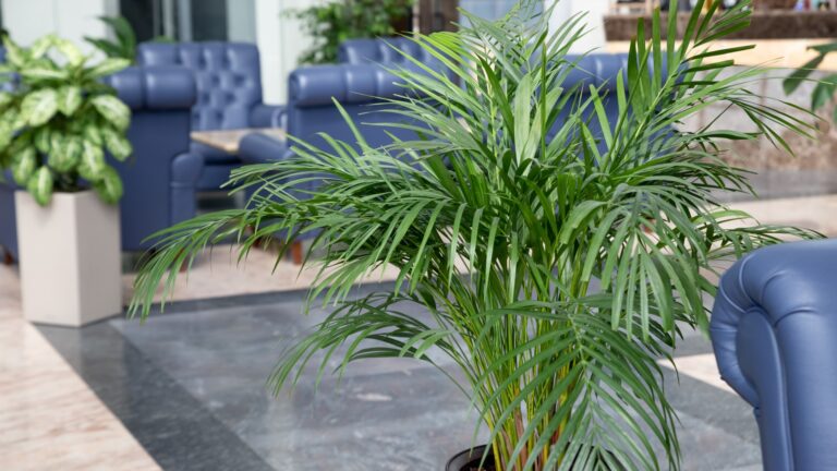 parlor palm plant