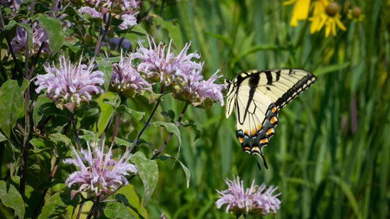 butterfly on wild bergamot flower
