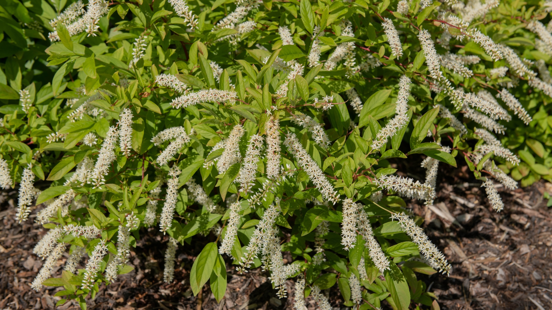 These 20 Native Shrubs Are A Lifeline For Bees In Late-Summer New York