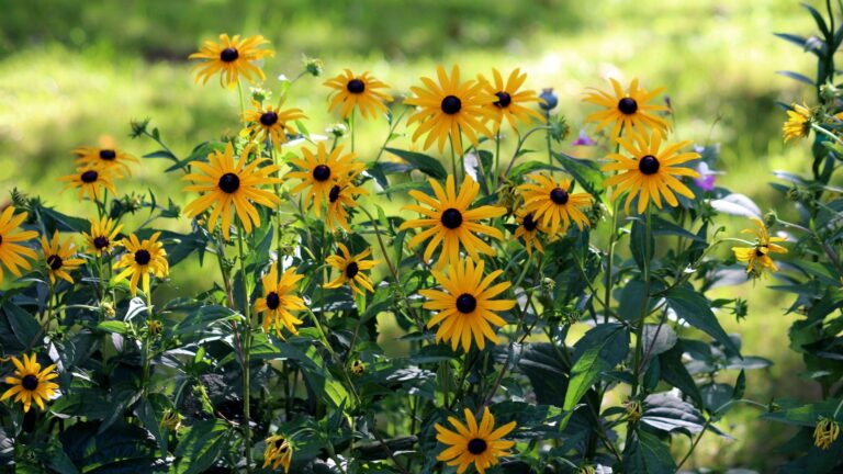 Black-Eyed Susan