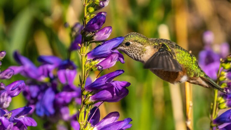 hummingbird feeding on a penstemon flower