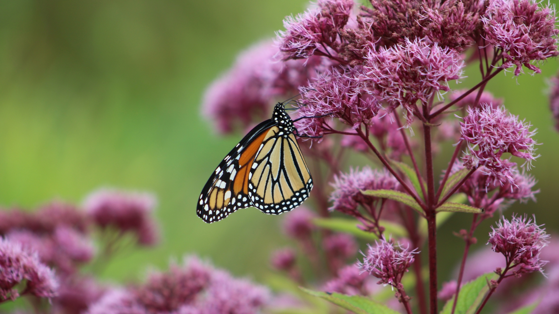 These August Bloomers Attract Late Butterflies In Vermont