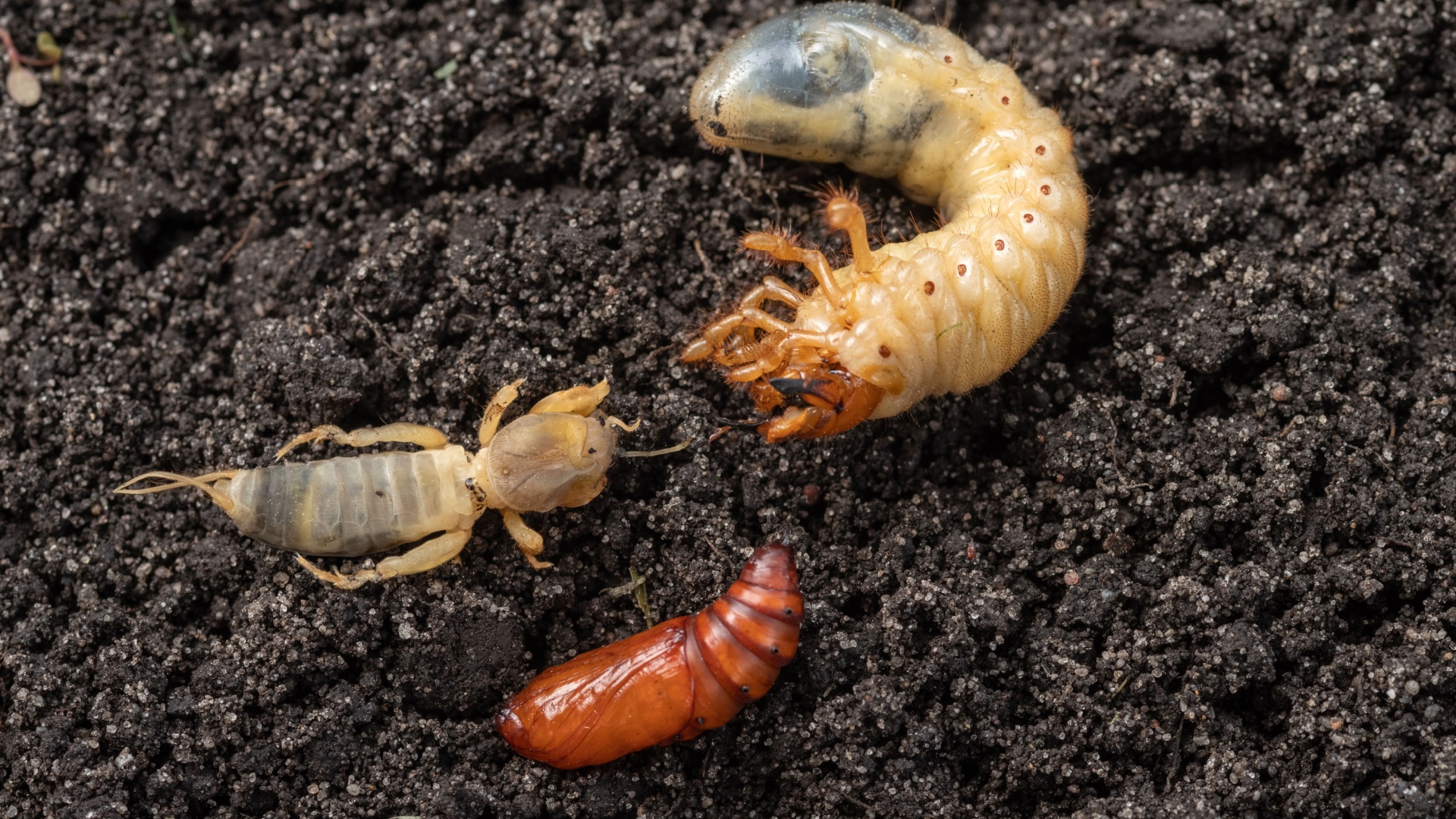 lawn bugs