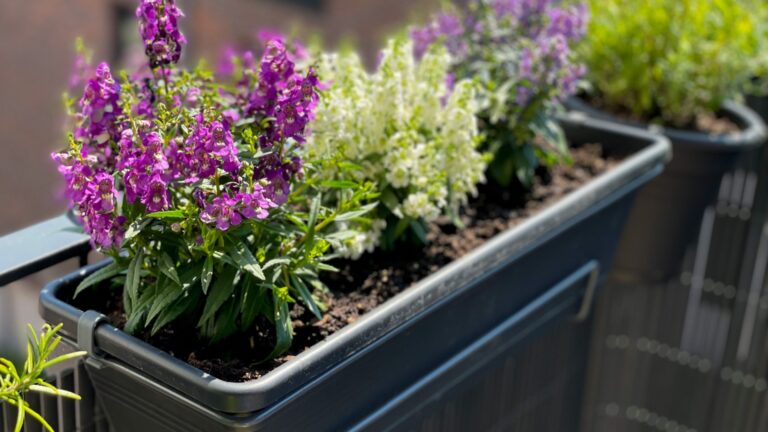 angelonia flowering plant in a container