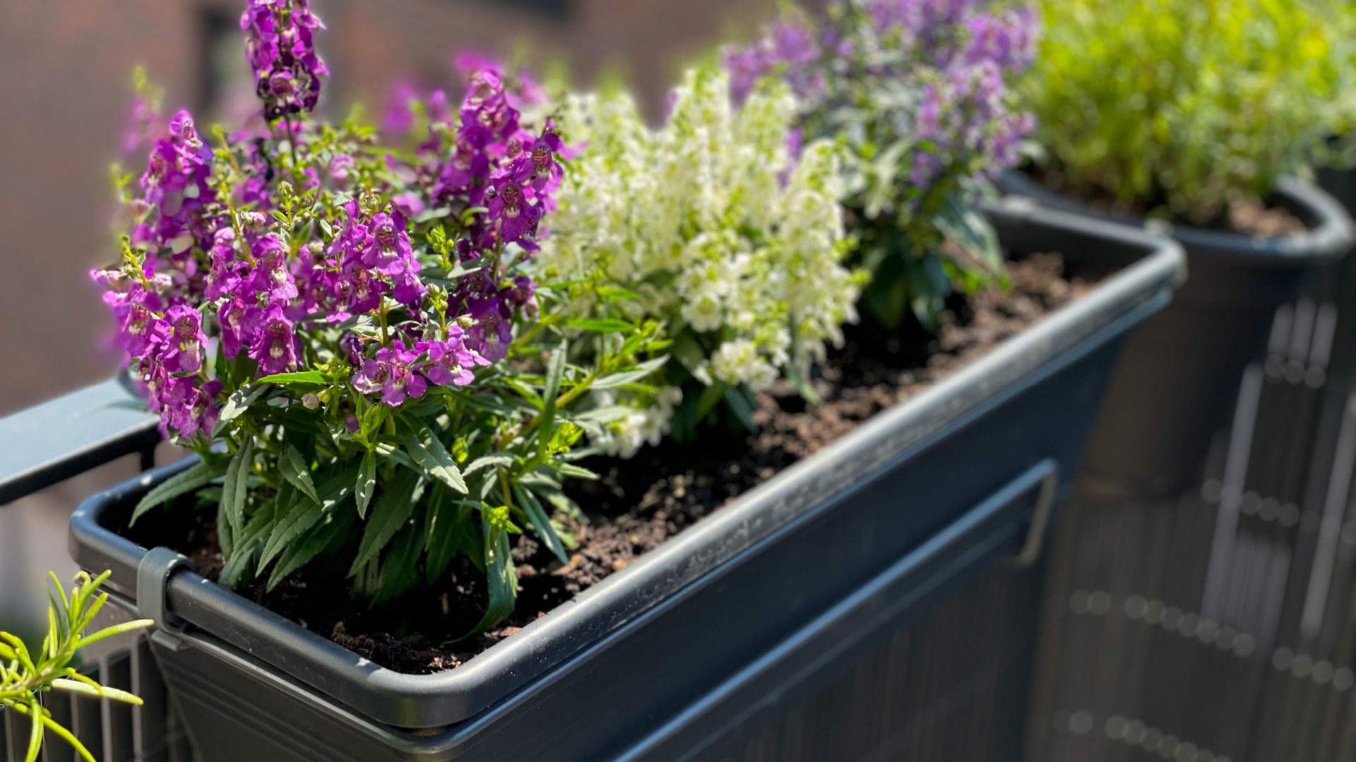 These Compact Plants Are Perfect For August Container Gardens In Florida