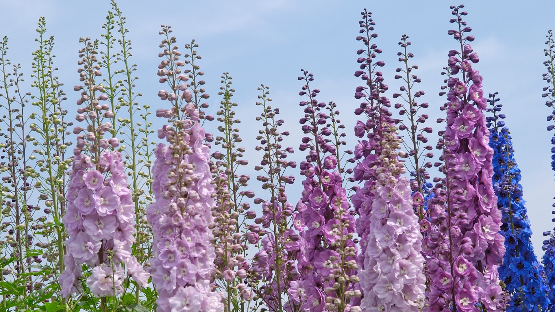 Delphinium