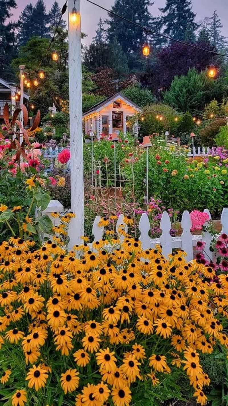 Black-Eyed Susan