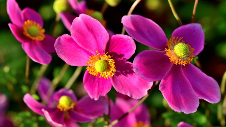 japanese anemone