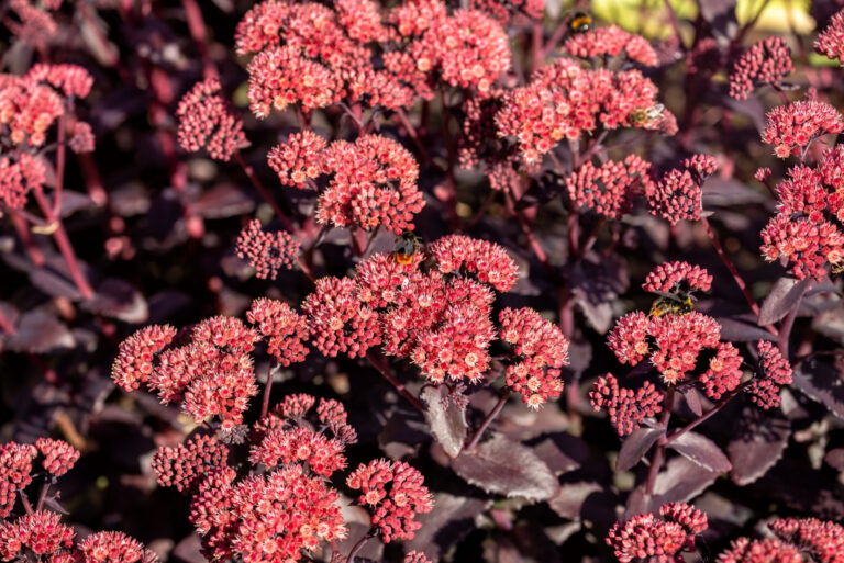 Sedum (featured image)