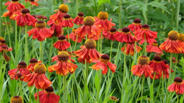 helenium plant in full bloom