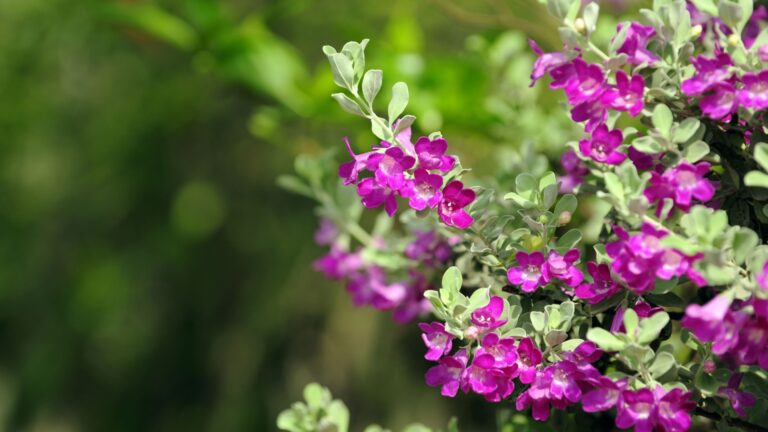 texas sage in bloom