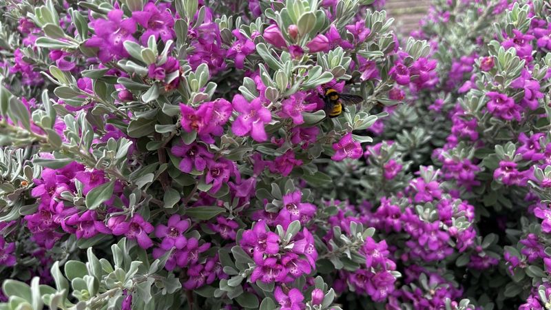 Texas Sage (Leucophyllum frutescens)