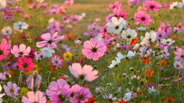 Cosmos flowers