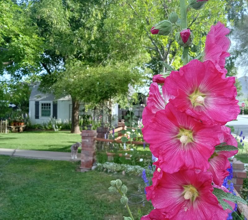 Hollyhocks