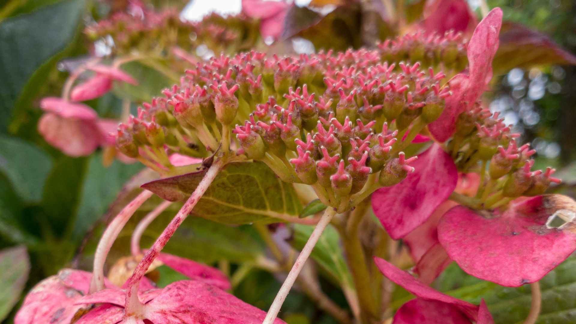 wilting hydrangea