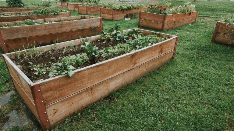 raised bed