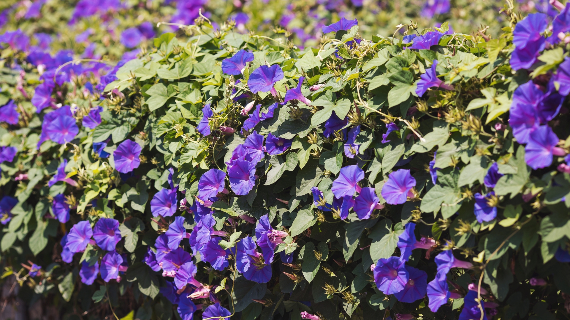 These Self-Sowing Annuals Will Keep Coming Back In Maine