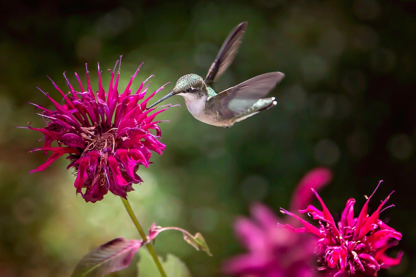 These Special Flowers Draw Hummingbirds To Maryland Gardens