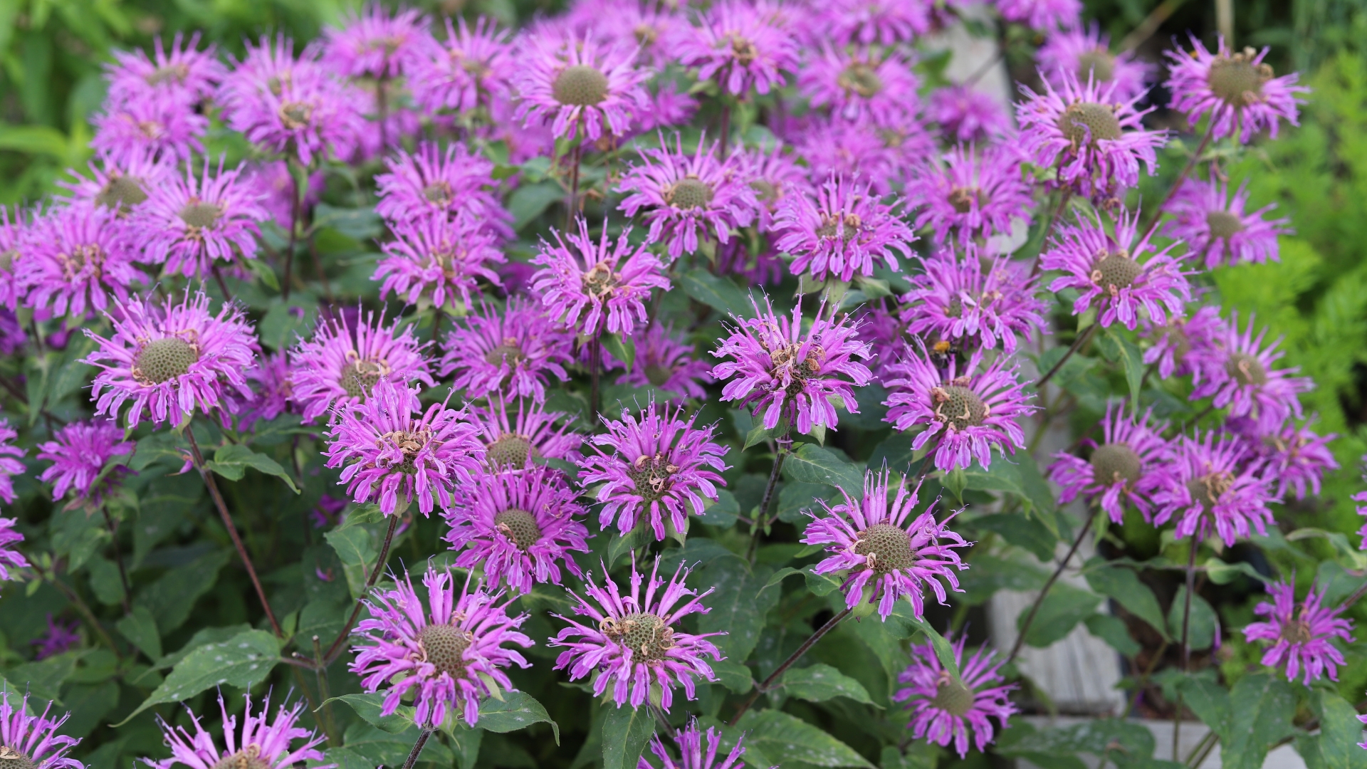 These Underrated Wildflowers Can Rescue Illinois Pollinators This Month