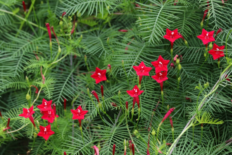 Beautiful Red Cypress Vine Flower (featured image)