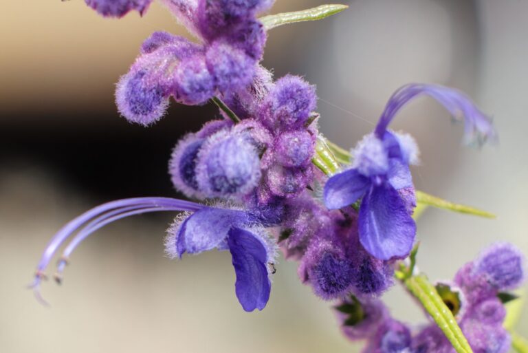 Woolly Blue Curls flower
