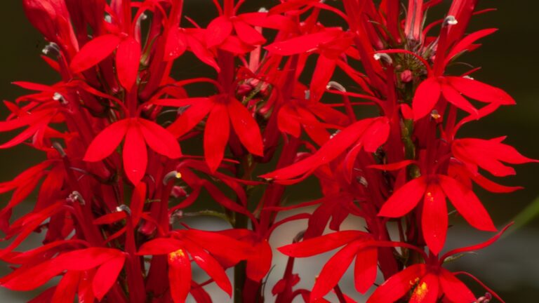 Cardinal Flower