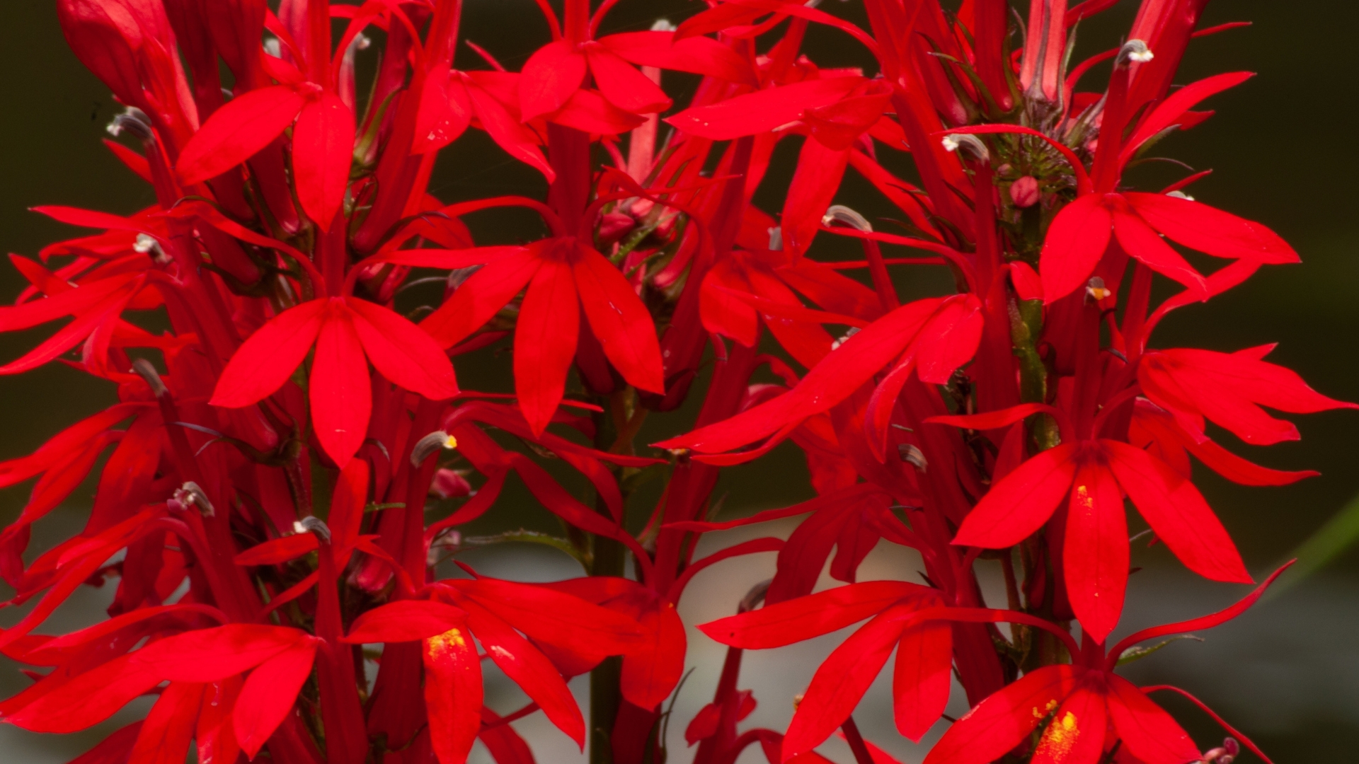 These Unusual Flowers Bring In Hummingbirds In Tennessee
