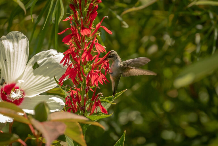 Ruby-throated Hummingbird collects nectar from red flower (featured image)