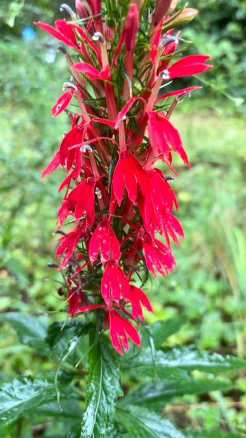 Cardinal Flower