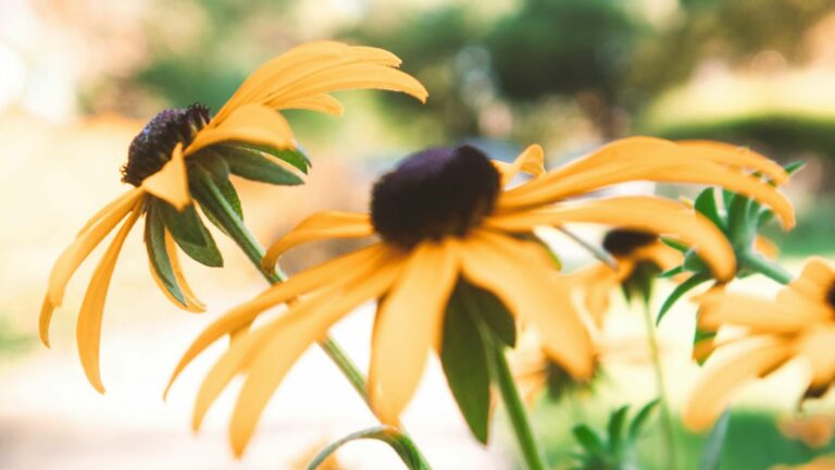 black eyed susans