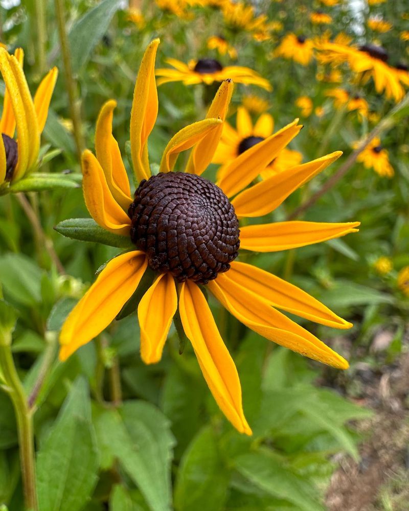 Black-Eyed Susan