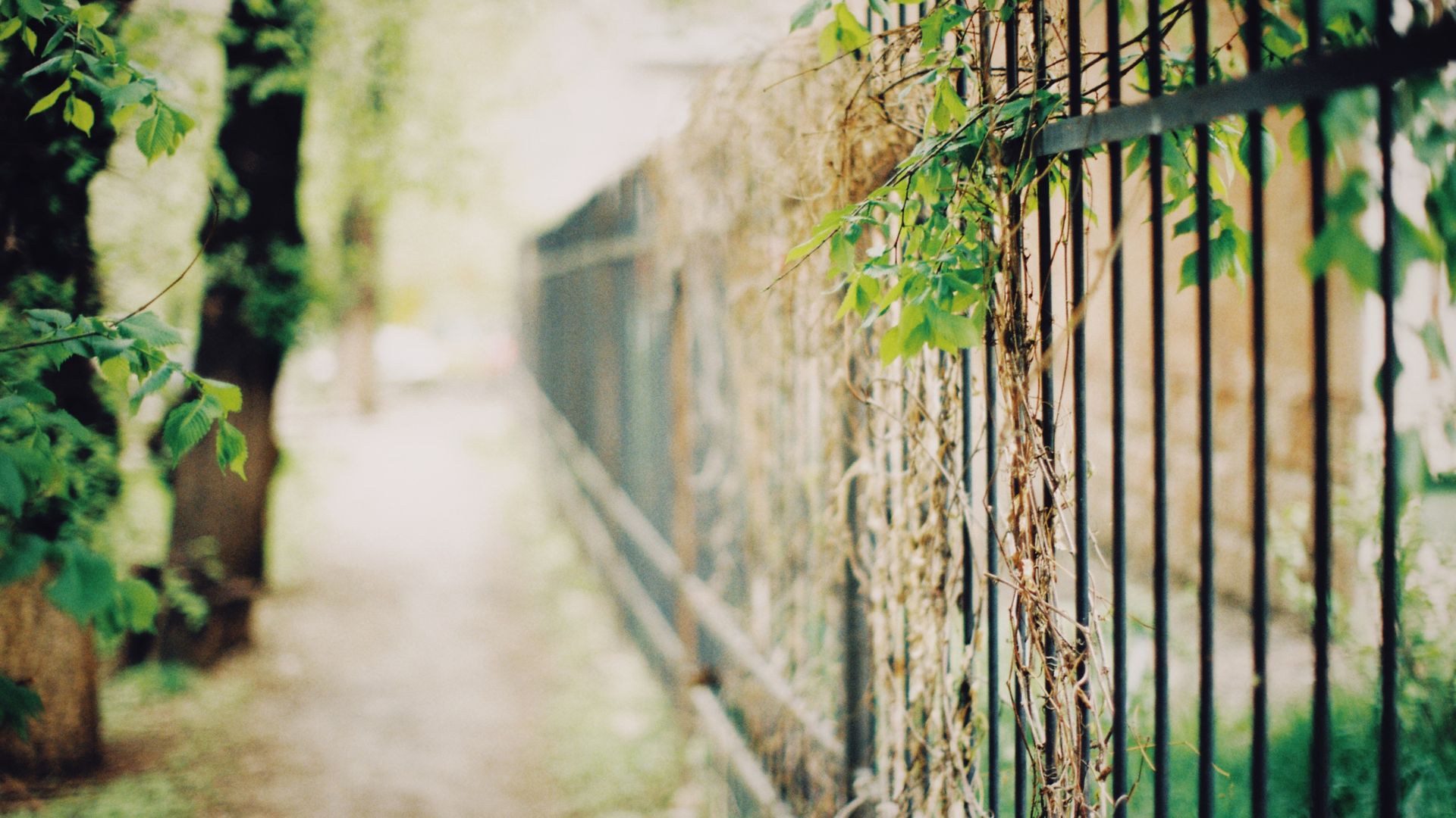 vines on fence