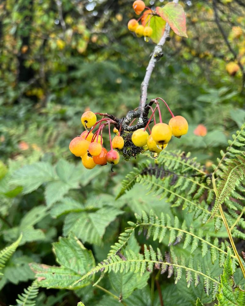 Pacific Crabapple (Malus fusca)