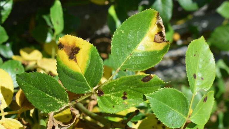 rose leaves black spots