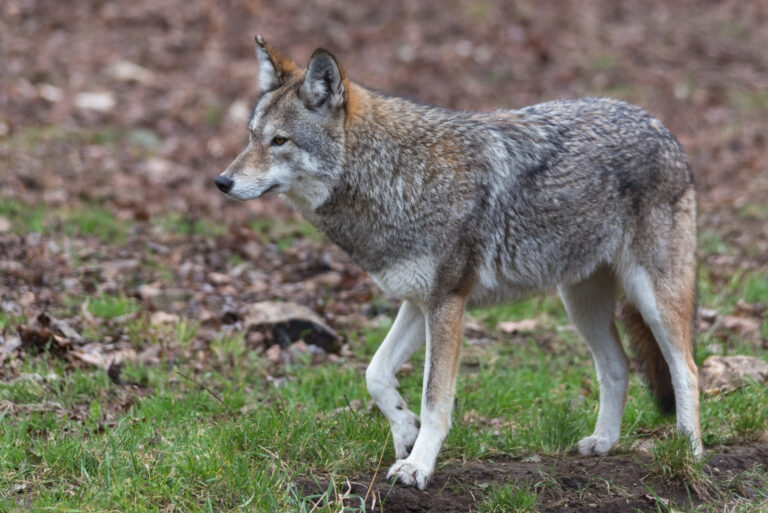Coyotes (featured image)