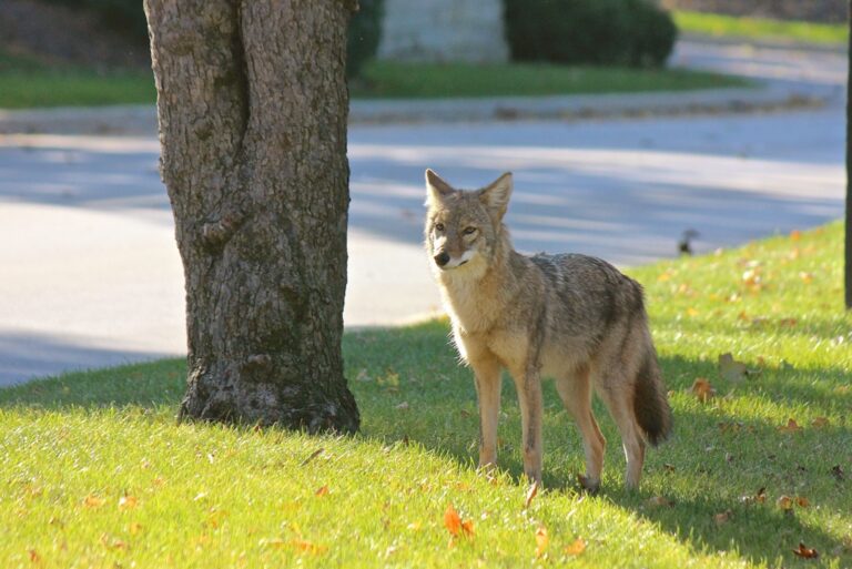 Coyote standing near a street