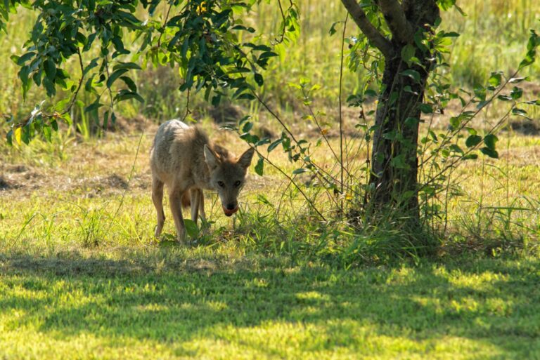 Coyote in the back yard