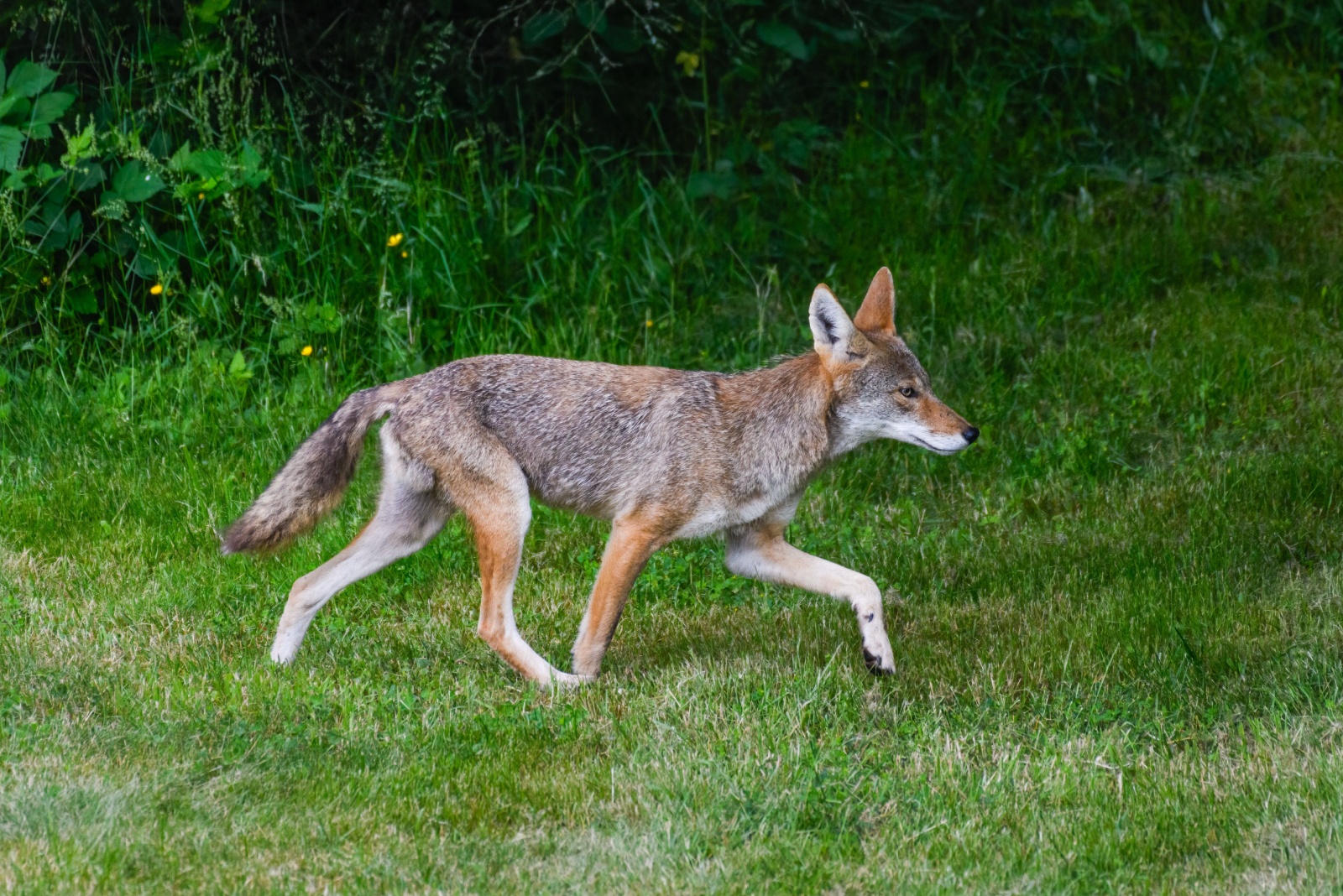 Things You Should Do If A Coyote Shows Up In Your North Carolina Yard (And 3 You Absolutely Shouldn’t)