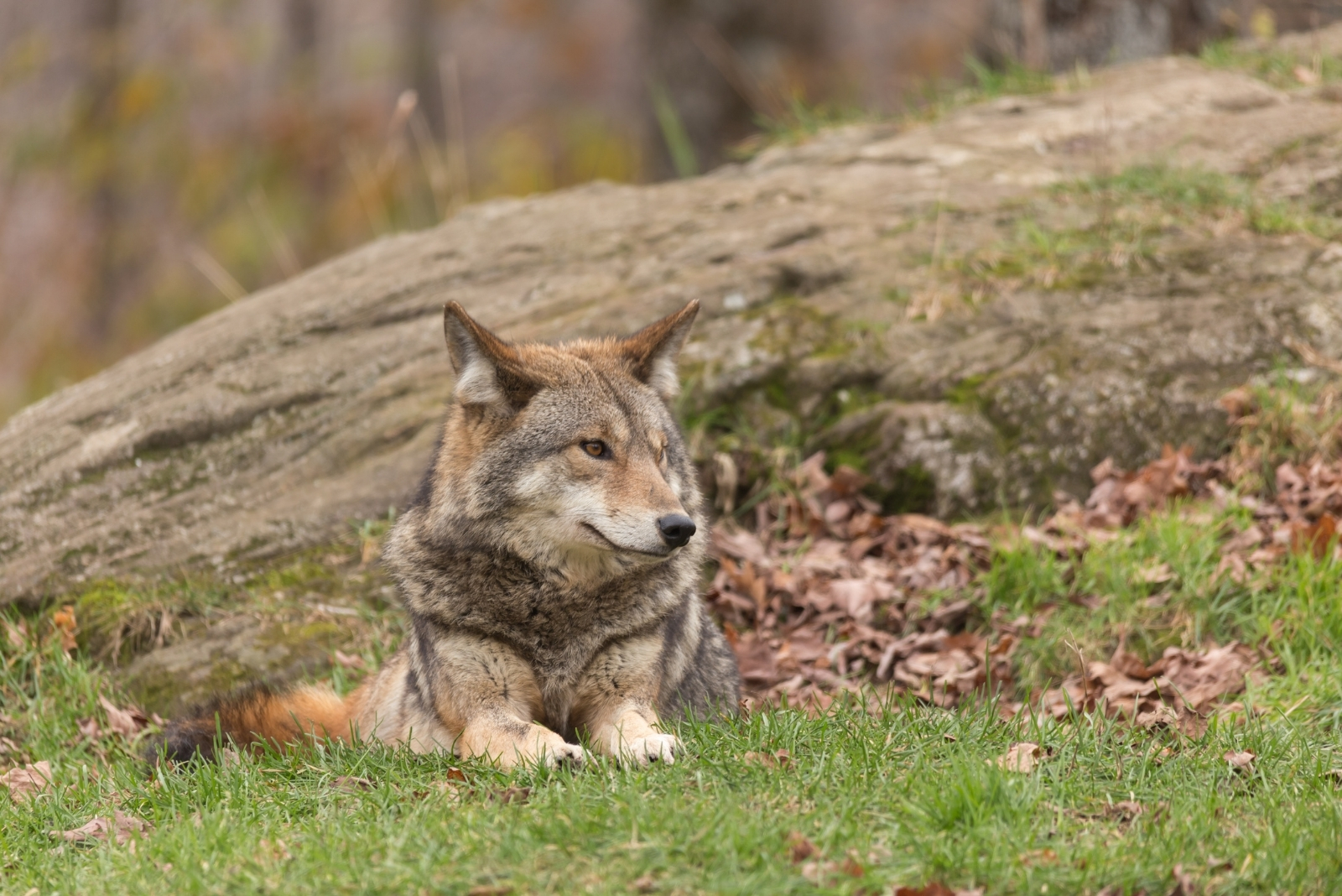 Coyote (featured image)