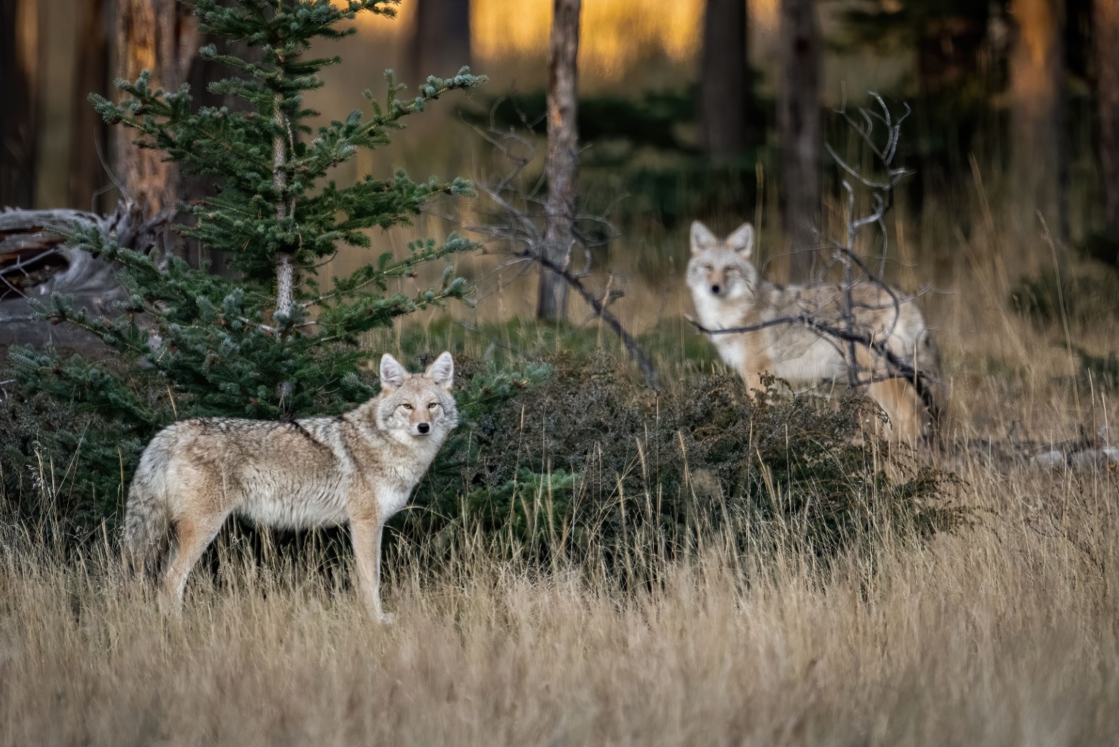 Things You Should Do If A Coyote Shows Up In Your Pennsylvania Yard (And 3 You Absolutely Shouldn’t)