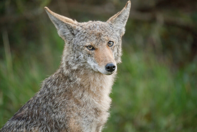 Coyote (featured image)